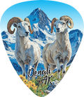 Dall Sheep