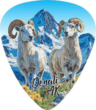 Dall Sheep
