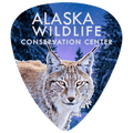 Alaska Wildlife Conservation Center themed guitar pick featuring a detailed lynx graphic against a snowy forest background with white text.