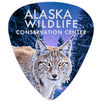 Alaska Wildlife Conservation Center themed guitar pick featuring a detailed lynx graphic against a snowy forest background with white text.