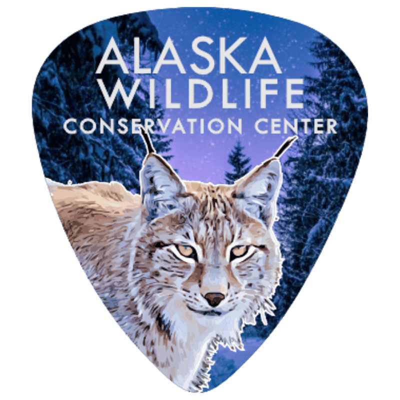 Alaska Wildlife Conservation Center themed guitar pick featuring a detailed lynx graphic against a snowy forest background with white text.