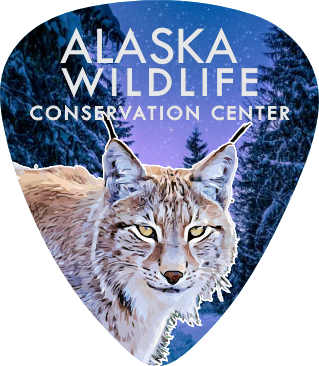 Lynx