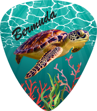 Turtle Dream